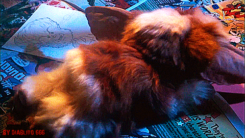 Mogwaï mouillé expulsant